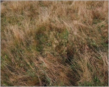 Fig. 7 - Situation typique dans une pelouse d’altitude avec Nardus stricta.