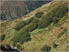 Fig. 7 - Situation typique en association avec les brousses subalpines fraîches à aulne vert.