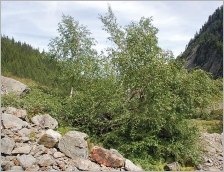 Fig. 9 - Individu se développant sur éboulis et montrant sa forte capacité de colonisation.