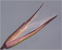 Fig. 6 - Glumelle inférieure munie, à sa base, de longs poils égalant les glumes.