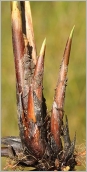 Fig. 3 - Gaine basilaire brunâtre et luisante.