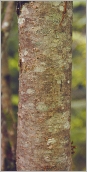 Fig. 2 - Écorce du tronc grise à beige.