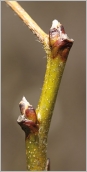 Fig. 3 - Jeune rameau vert clair, légèrement velu à l’extrémité.