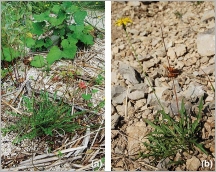 Fig. 6 - Deux situations typiques sur matériaux grossiers :  (a) subsp. hastilis sur alluvions et (b) subsp. hyoseroides sur éboulis calcaires.