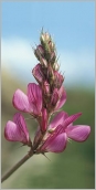 Fig. 3 - Fleurs rassemblées en grappe courte et dense.