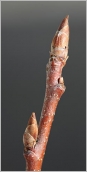 Fig. 3 - Bourgeons ovoïdes, pointus et rameau de l’année rougeâtre (subsp. borealis).