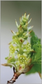 Fig. 6 - Inflorescence mâle de 10 à 30 fleurs réunies en grappe dressée.