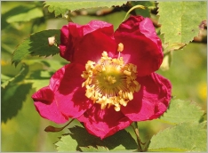 Fig. 5 - Fleur rouge carmin.