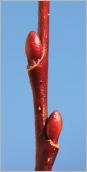 Fig. 2 - Bourgeons ovoïdes sur rameau de l’année rougeâtre.