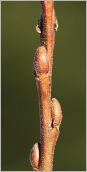 Fig. 3 - Bourgeons ovoïdes à apex obtus sur rameau de l’année velu.