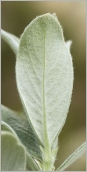 Fig. 5 - Feuille velue blanchâtre au revers.