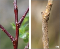 Fig. 3 - Rameau de 2 ans : (a) glabre et brillant chez la subsp. alpicola ; (b) mat et velu chez la subsp. myrsinifolia.