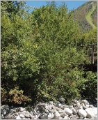 Fig. 9 - Situation typique en pied de berge sur blocs décimétriques (subsp. myrsinifolia).