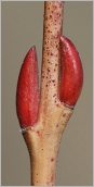Fig. 3 - Bourgeons subopposés sur rameau de 2 ans (subsp. purpurea).