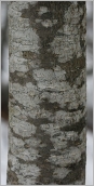 Fig. 2 - Écorce gris clair devenant gris noirâtre.
