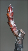 Fig. 2 - Jeune rameau brun rougeâtre devenant gris-noir.