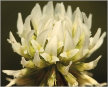 Fig. 5 - Fleurs blanches rassemblées en inflorescence dense.