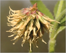 Fig. 6 - Fleurs réfléchies après floraison.